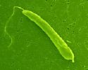 「BIOZYME」（Healthy food by Euglena) - five months